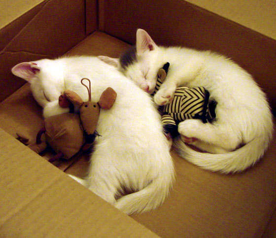 开云体育下载-底特律寒风刺穿金州暖阳，马克西末节狂飙，活塞逆袭撕碎勇士光环